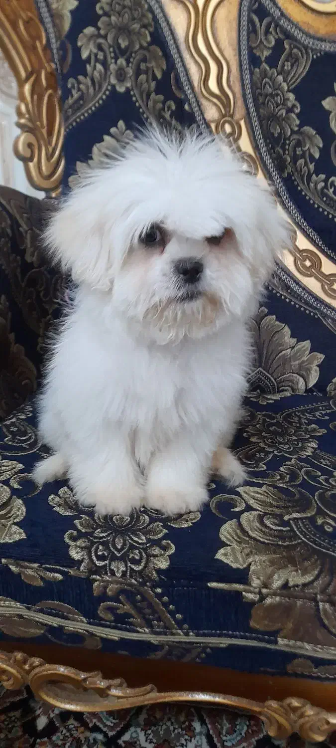 شیتزومالتیز عروسکی ۳ماهه نر|سگ|خرمآباد, |دیوار