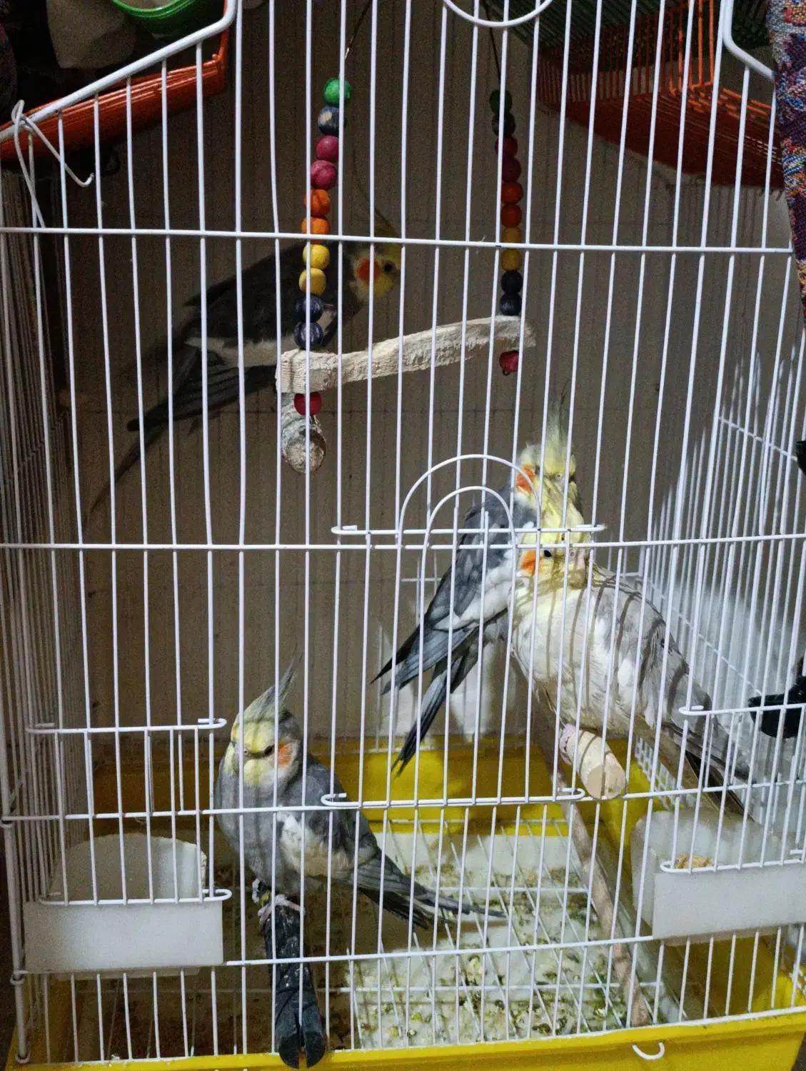 چهار جفت عروس هلندی|پرنده|پاکدشت, شهرک امام رضا|دیوار