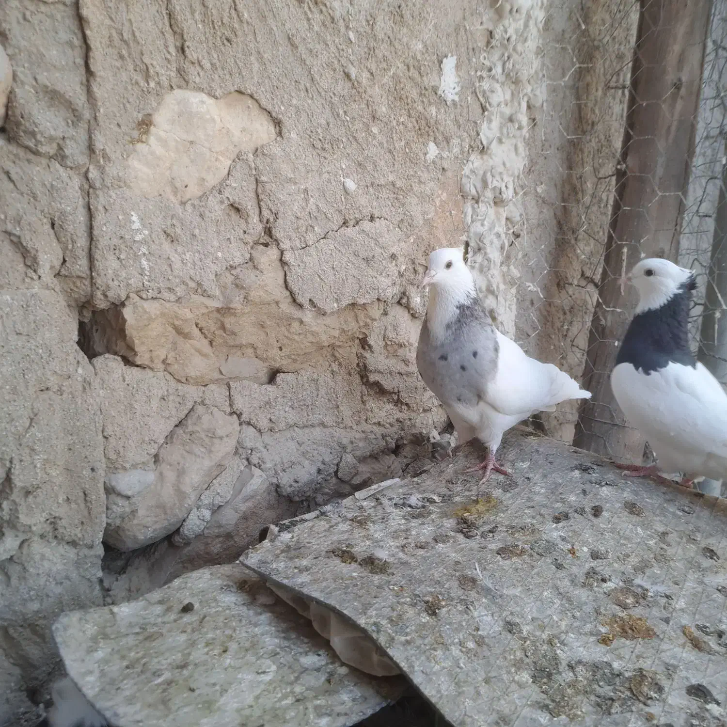 طوقی|پرنده|دهدشت, |دیوار