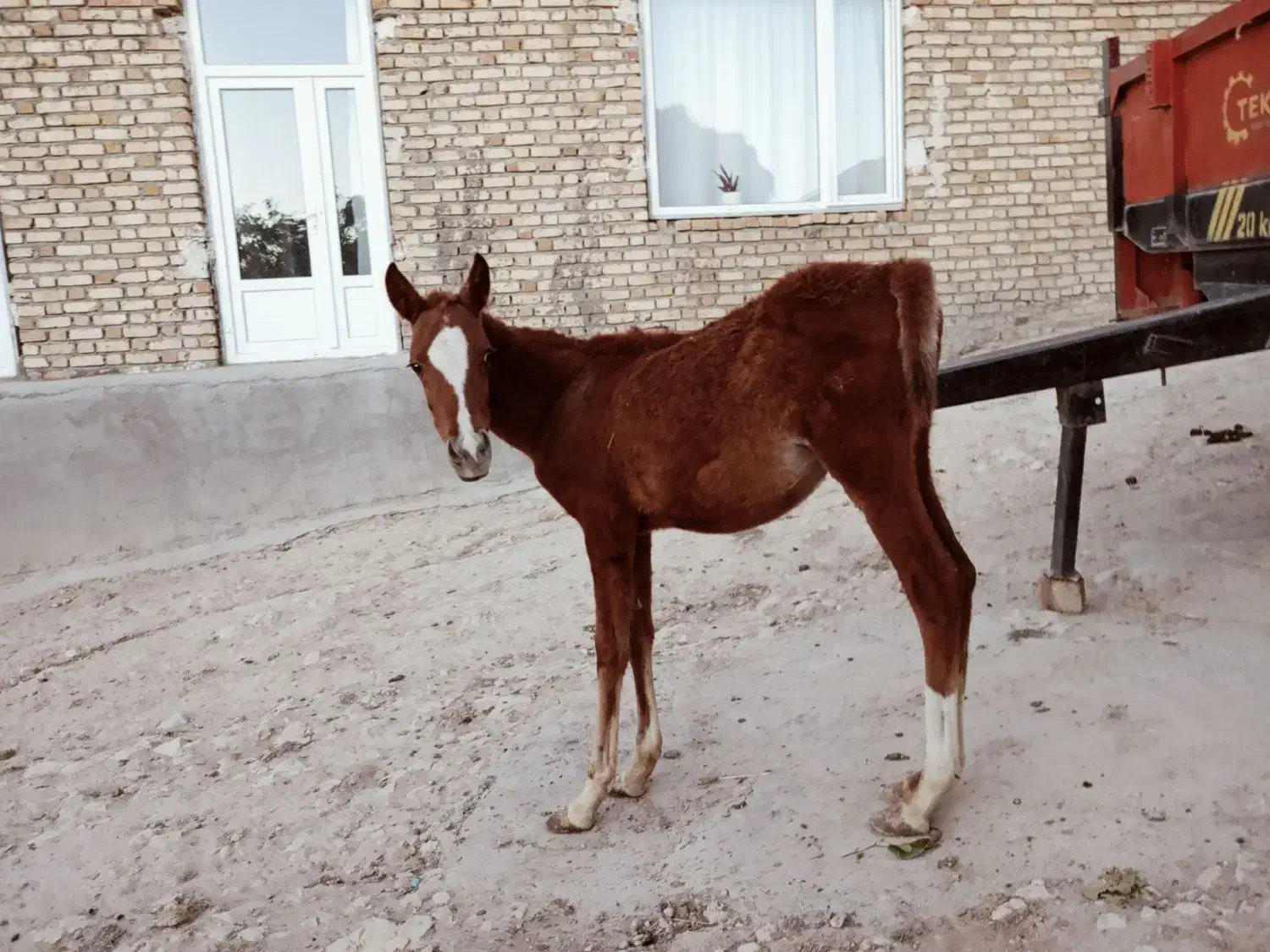 اسب|اسب و تجهیزات اسب‌سواری|نختالو, |دیوار