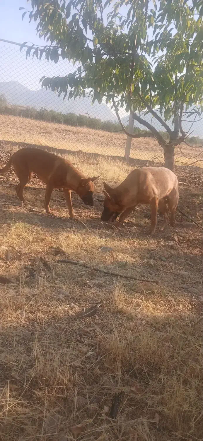 فروش سگ|سگ|شازند, |دیوار