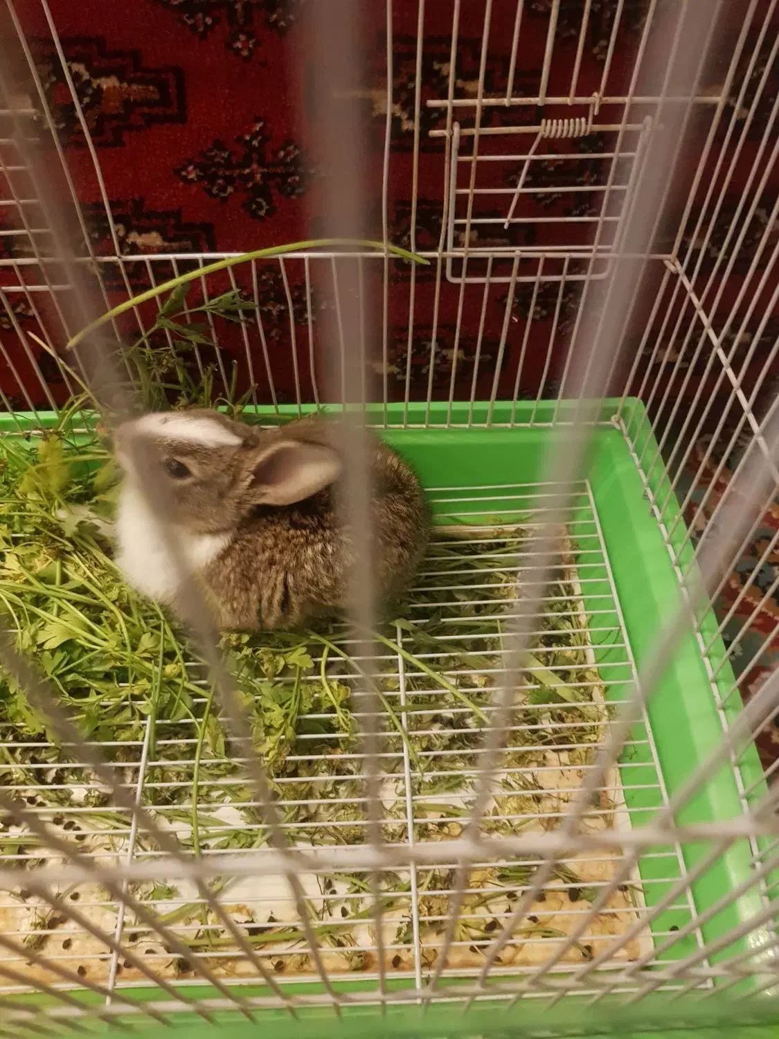 باسلام خرگوش خونگی تمیزوسالمو|موش و خرگوش|تربتحیدریه, داروپخش|دیوار