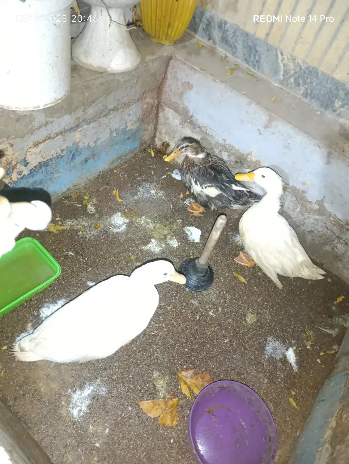 اردک بالغ و بزرگ|حیوانات مزرعه|شاهینشهر, سعدی شمالی|دیوار