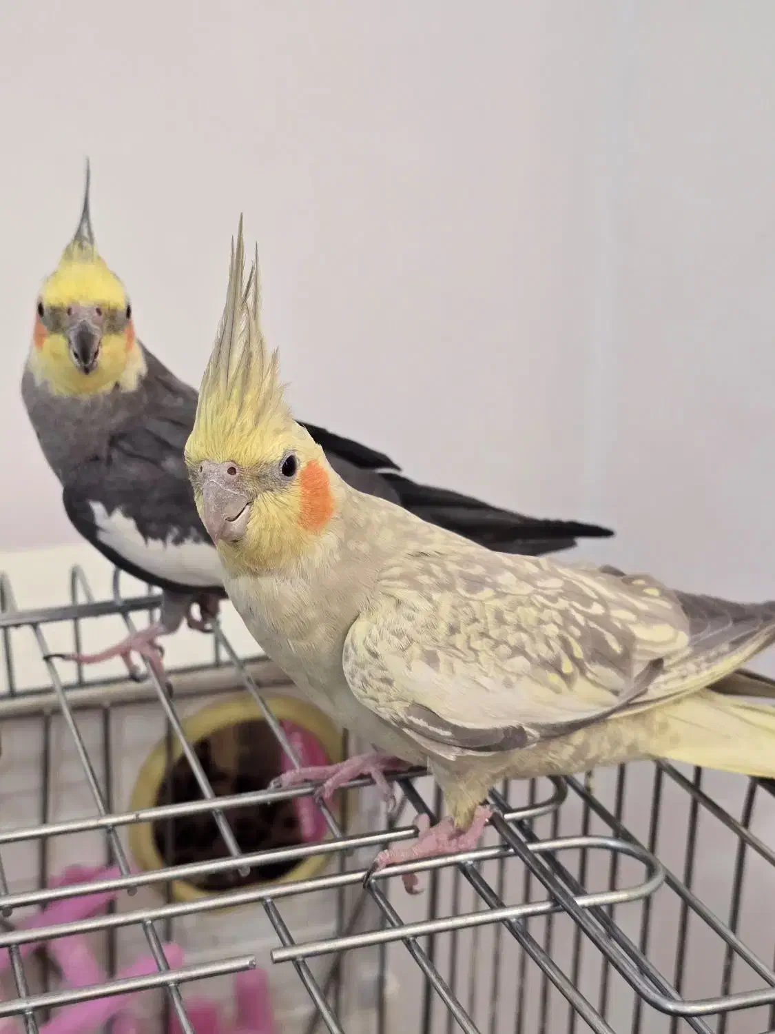 عروس هلندی نر و ماده با جوجه|پرنده|شیراز, غدیر شمالی|دیوار