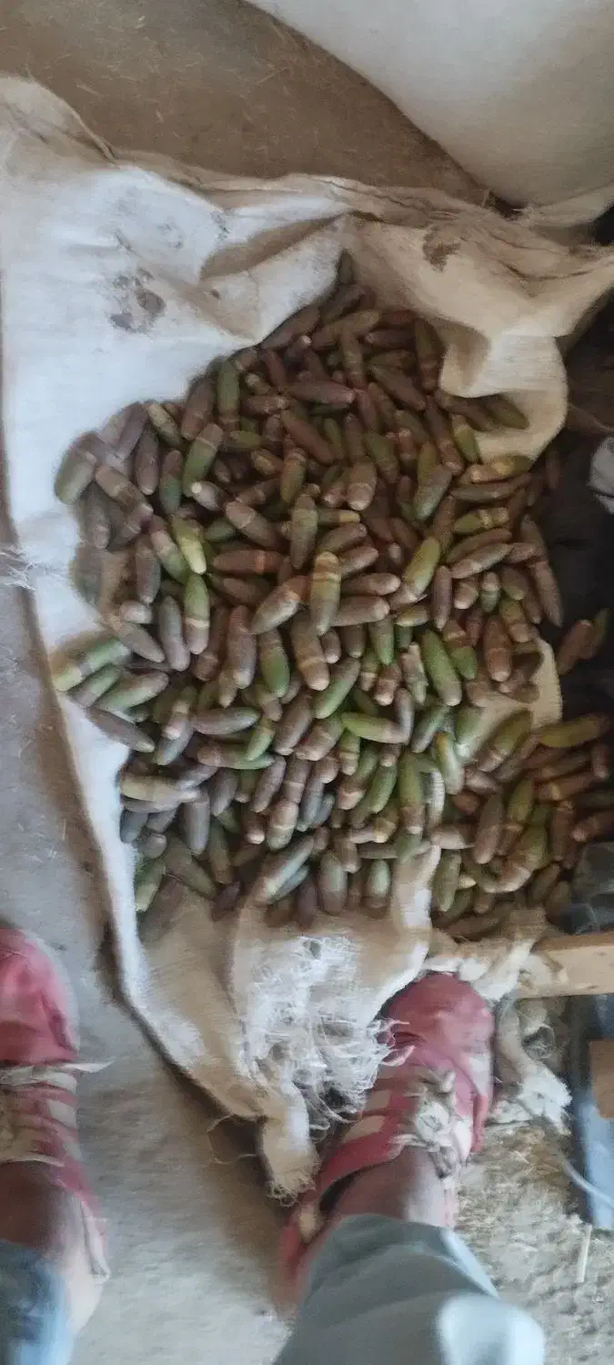 بلوط ۶۰۰ تومان|گل و گیاه طبیعی|کوهدشت, |دیوار