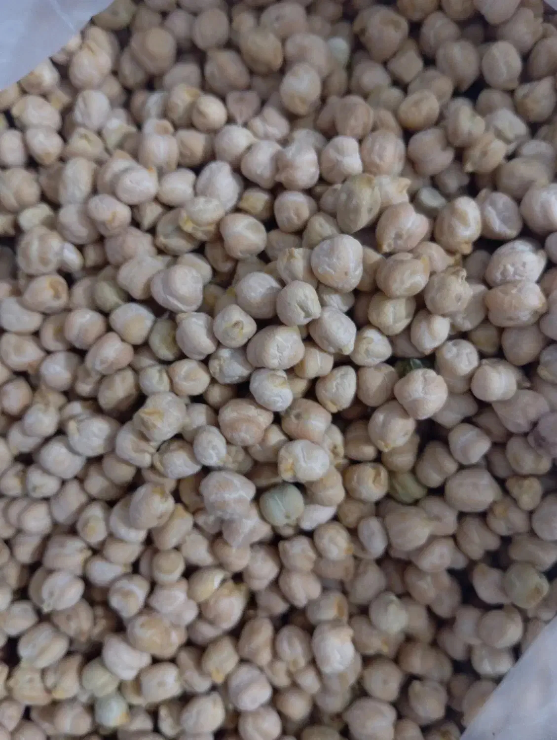 نخودامسال خوش پخت کیلویی 130تومن|خوردنی و آشامیدنی|ساوه, |دیوار