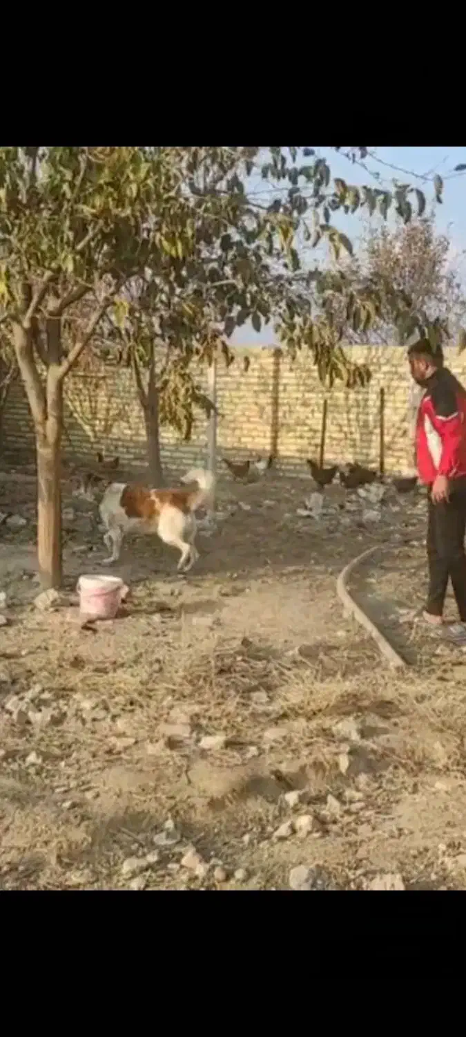 واگذاری سگ گله و نگهبان|سگ|مشهد, شهرک صنعتی توس|دیوار