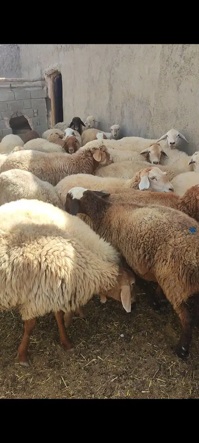 میش بره گاو|حیوانات مزرعه|اسفراین, |دیوار