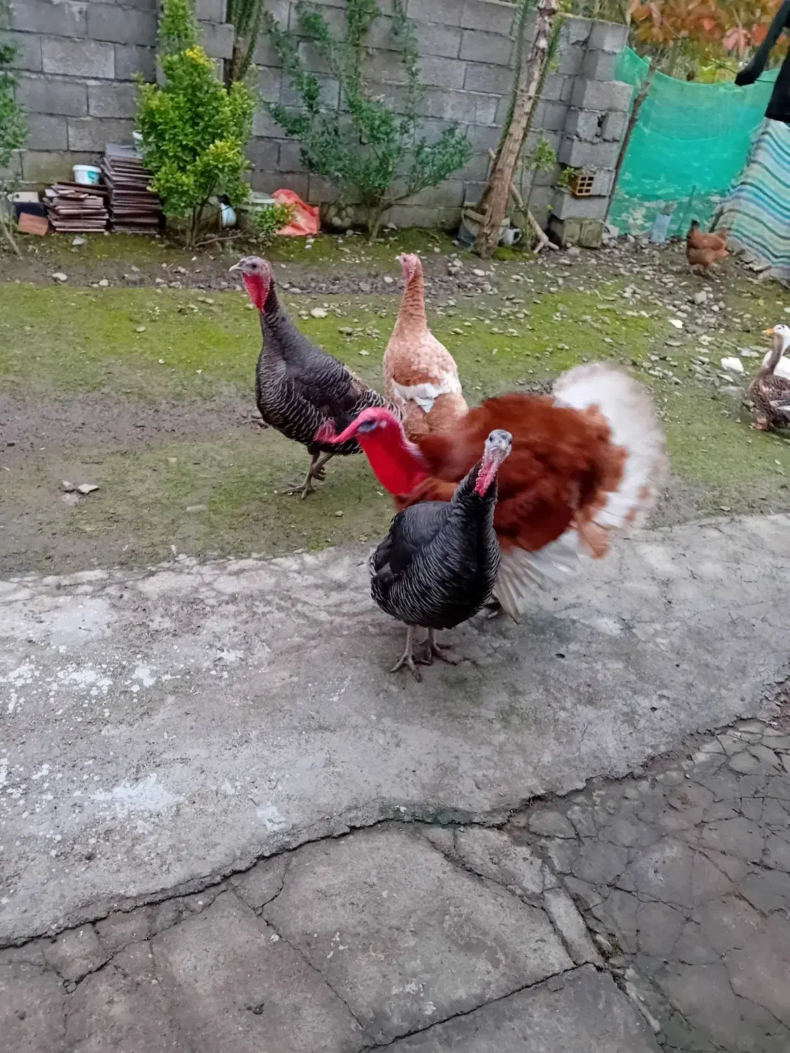 فروش‌بقلمون|حیوانات مزرعه|سیاهکل, |دیوار