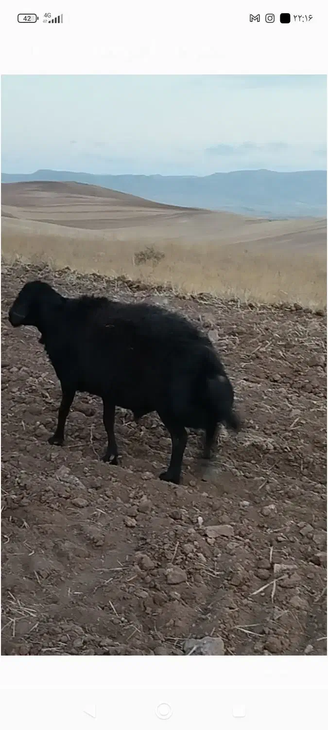 قوچ قره قزل|حیوانات مزرعه|قره پشتلو, |دیوار