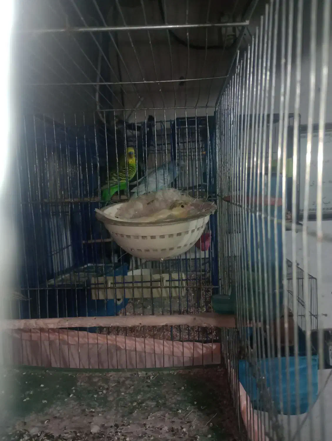 قناری مولد به شرط|پرنده|هشتگرد, شهرک راه آهن|دیوار