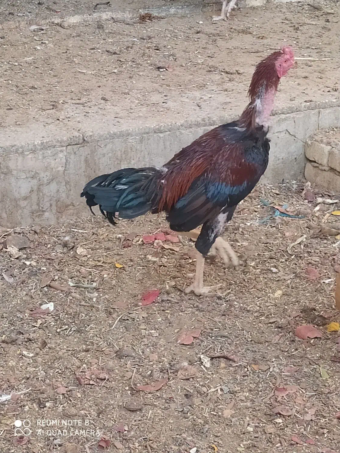 خروس لاری|حیوانات مزرعه|اردکان, |دیوار