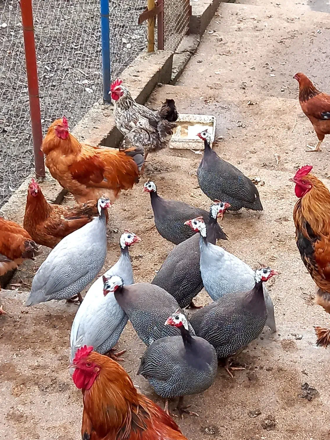 مرغ شاخدار|حیوانات مزرعه|رحیمآباد, |دیوار