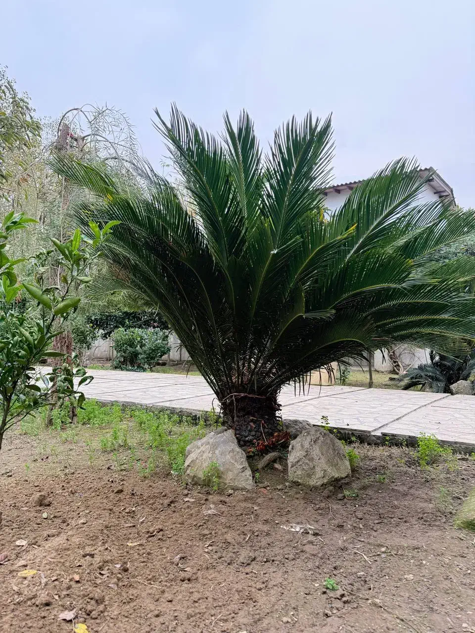 سیکاس حدودا ۹ ساله|گل و گیاه طبیعی|محمودآباد, |دیوار