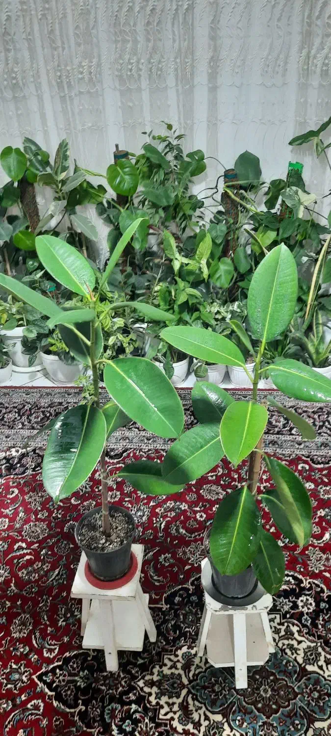 گلهای خونگی|حراج|تهران, امامت|دیوار