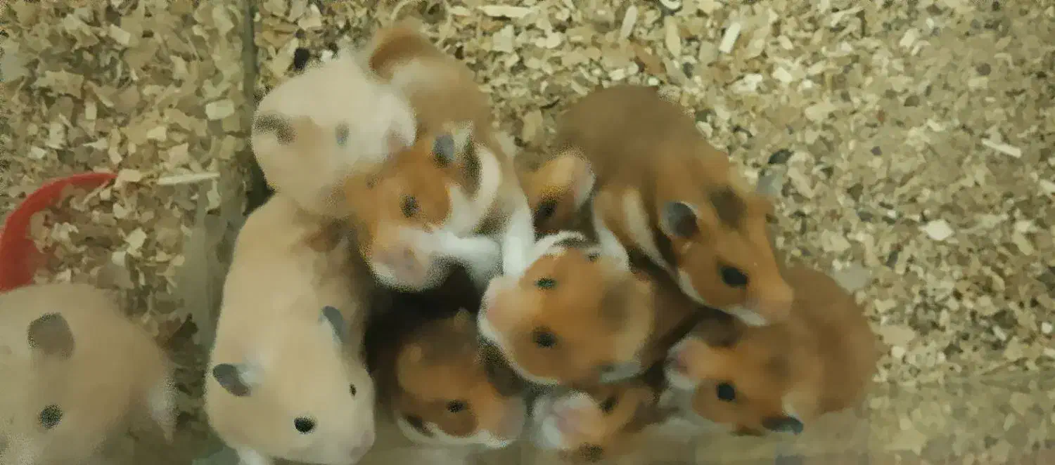 فروش همستر کمپل|موش و خرگوش|علی‌آباد کتول, |دیوار