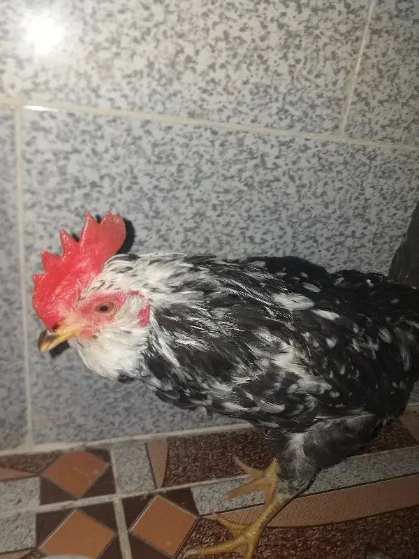 خروس گلین|حیوانات مزرعه|مشکین‌دشت, |دیوار