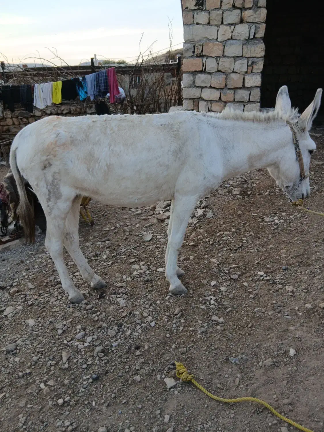 خر ماده|حیوانات مزرعه|چگنی, |دیوار