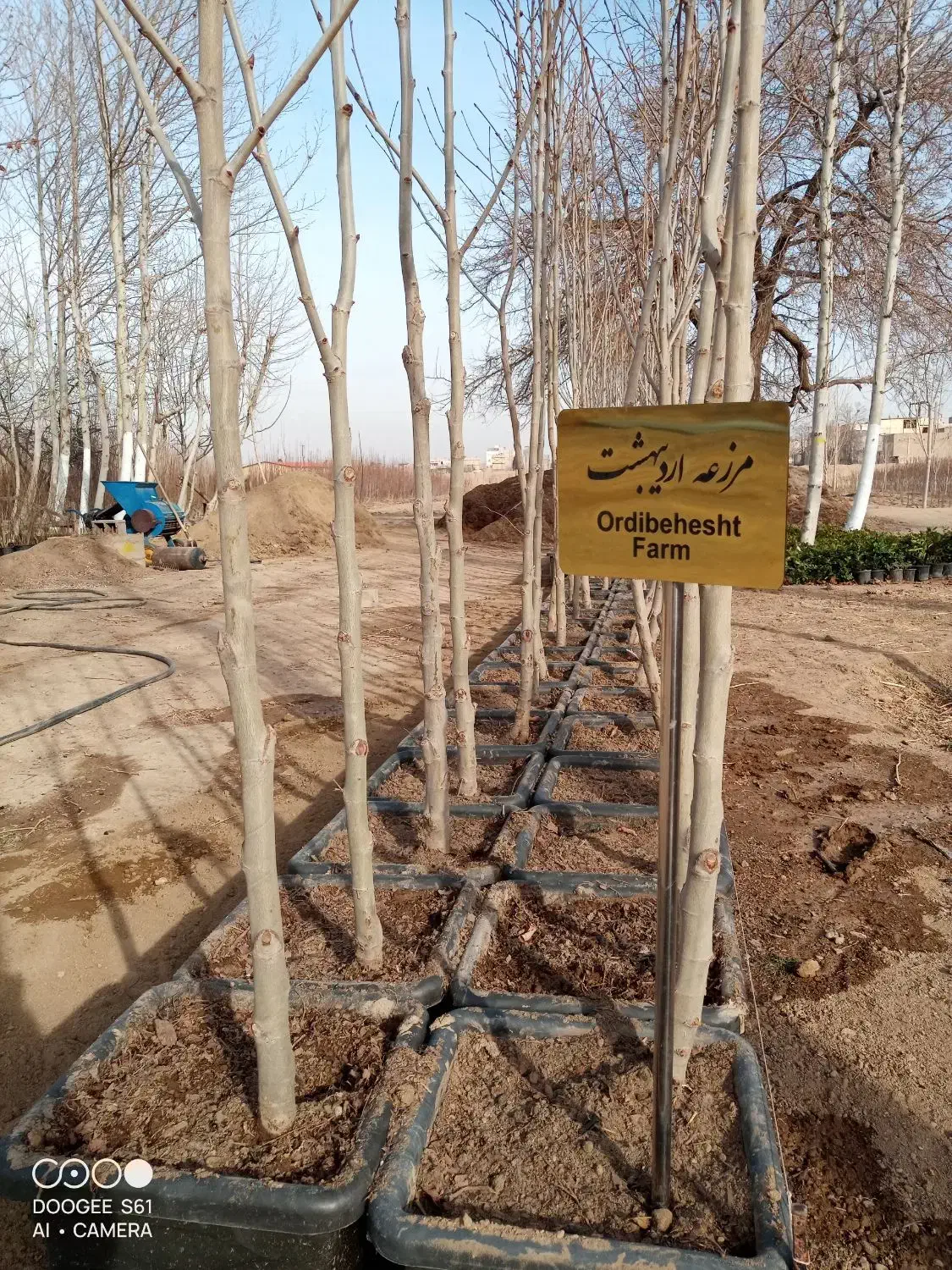 نهال چنار 4 ساله|خدمات باغبانی و درختکاری|تهران, بوستان چیتگر|دیوار