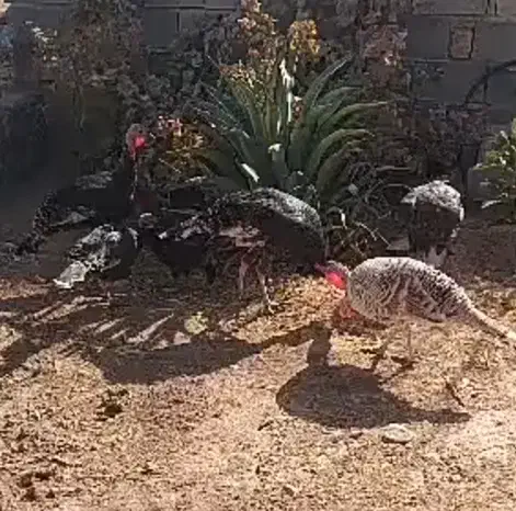 بوقلمون محلی|حیوانات مزرعه|شیراز, کوشک بیدک|دیوار