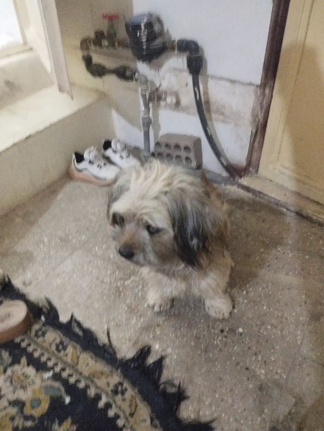 سگ کوچولو مهربان وبازیگوش|سگ|آفتاب, |دیوار