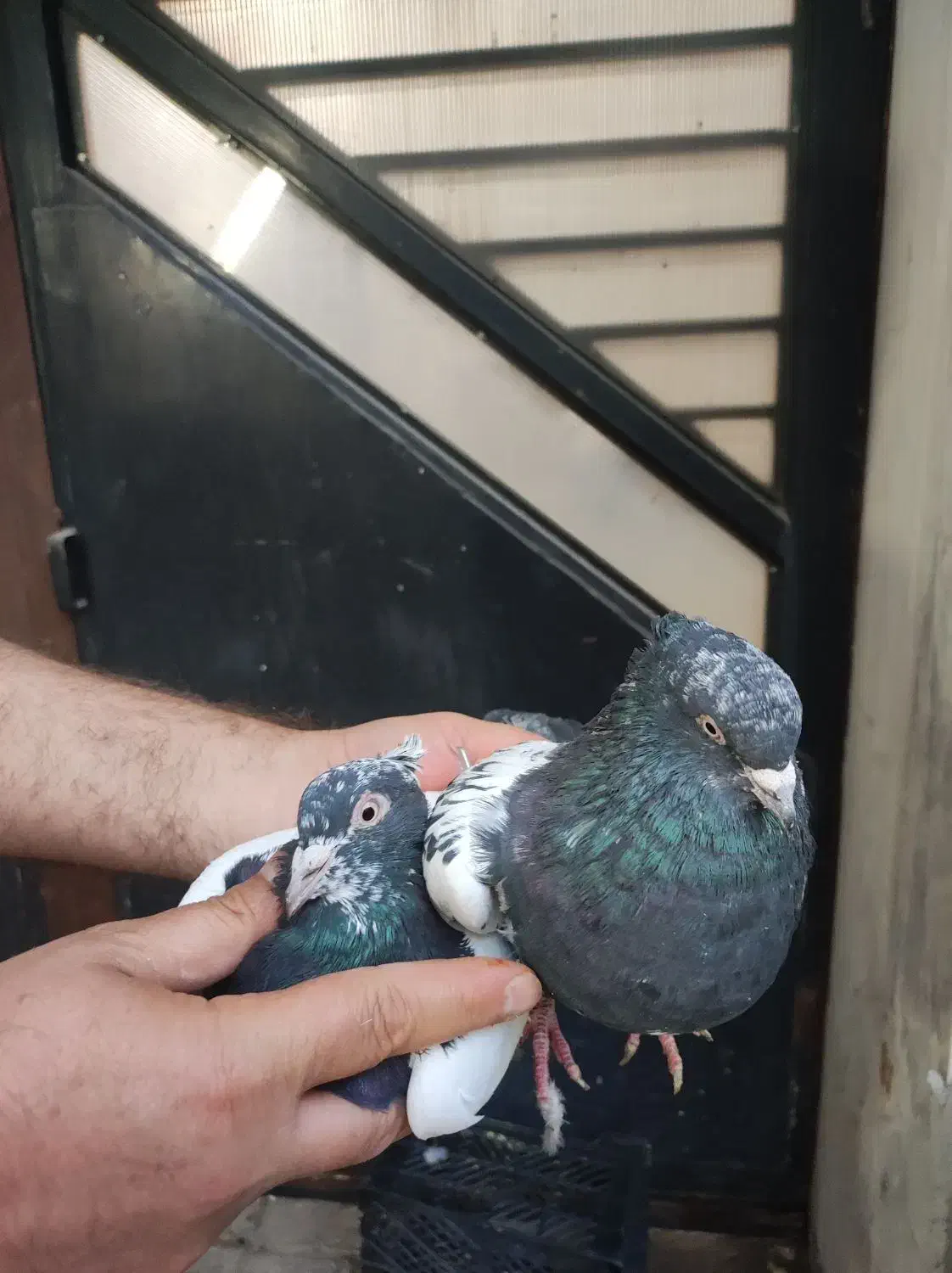 تعدادی کبوتر جفت و تکی|پرنده|مشهد, کلاهدوز|دیوار