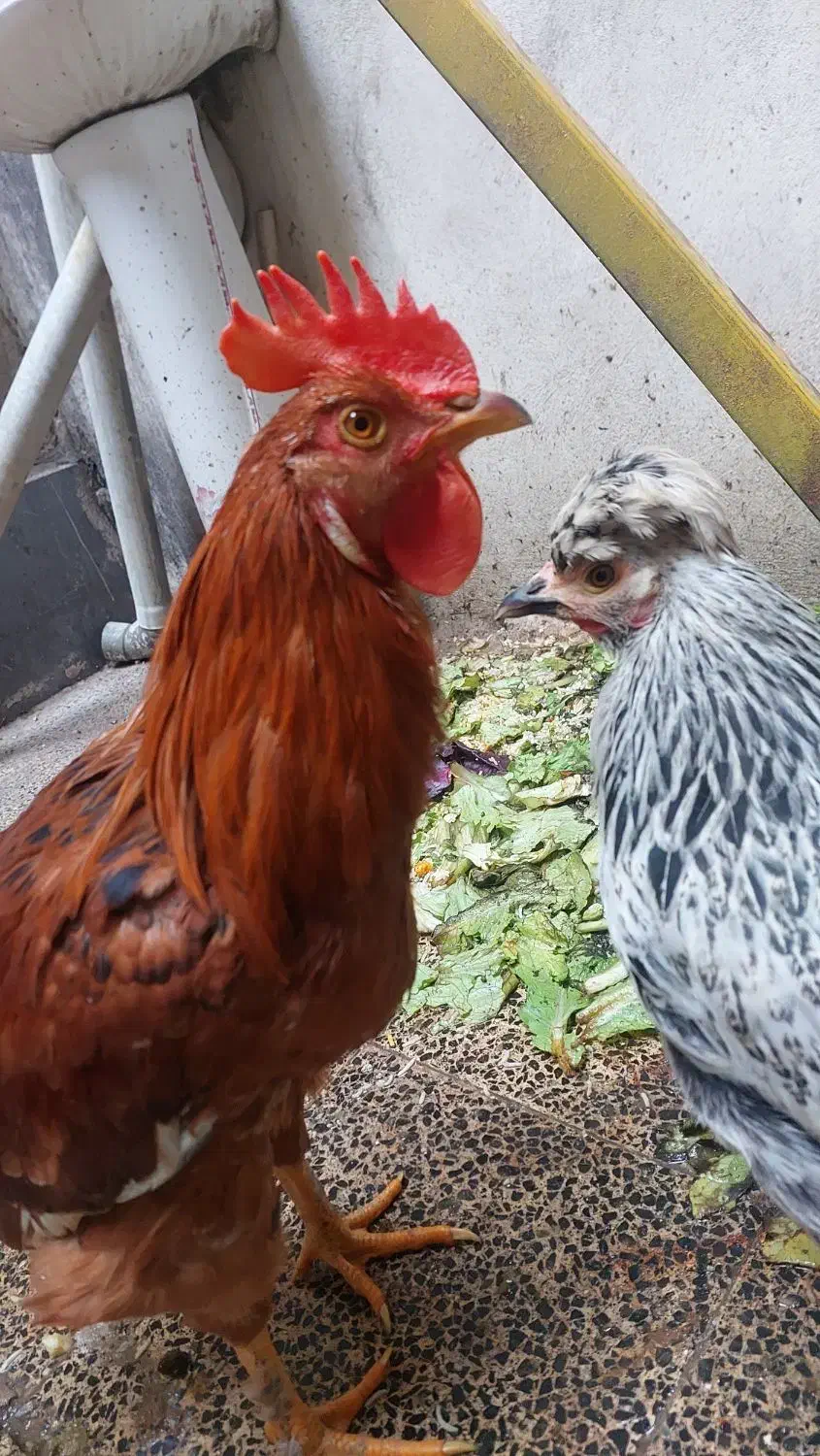 مرغ و خروس|حیوانات مزرعه|تهران, اسفندیاری|دیوار