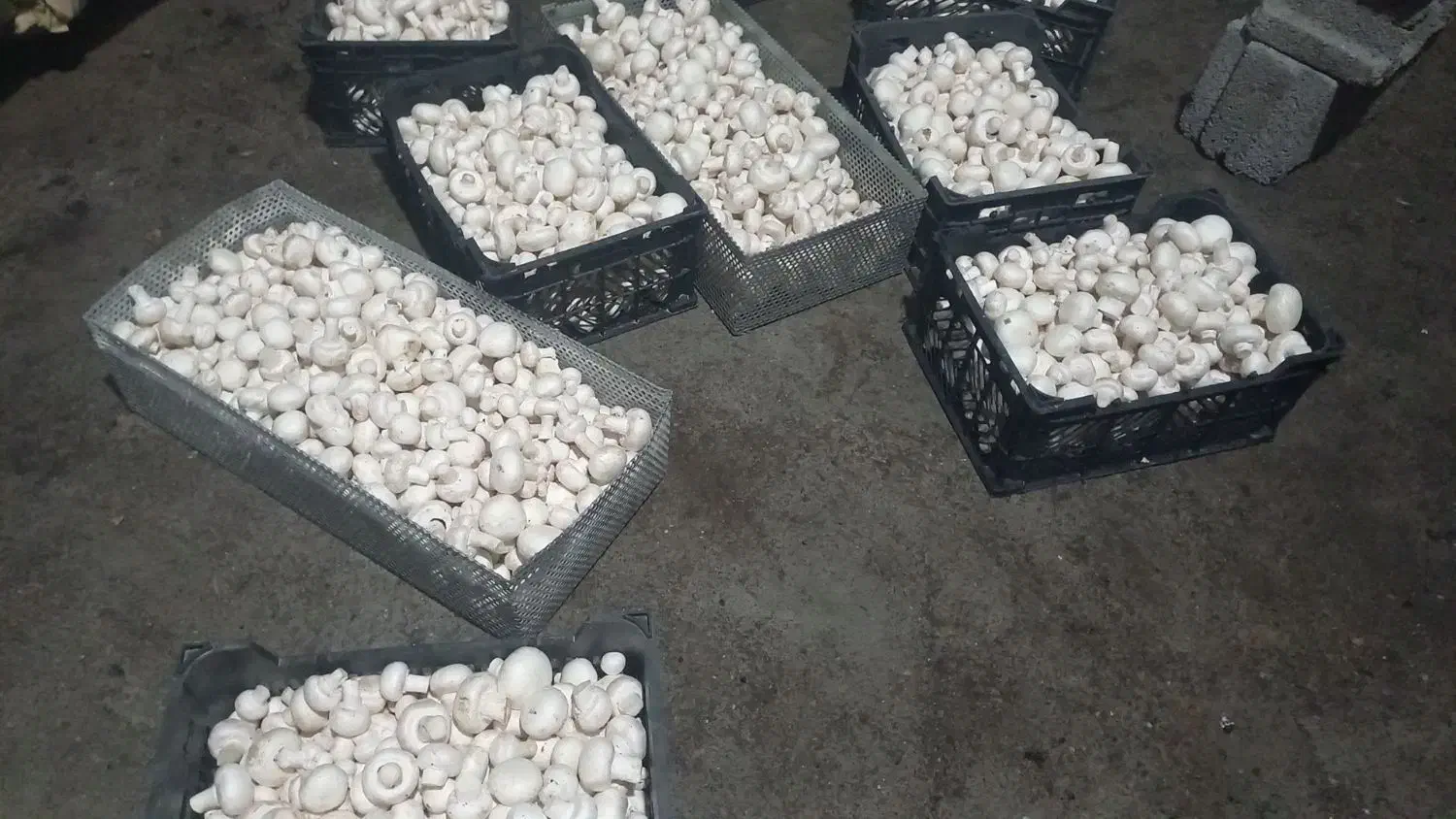 قارچ دکمه ای|خوردنی و آشامیدنی|رضویه, |دیوار