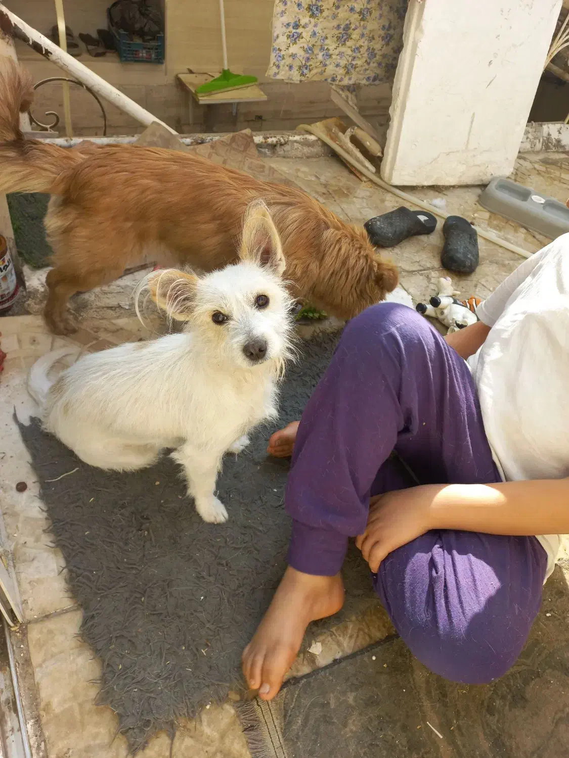 سگ پاکوتاه اشپیتز|سگ|مشهد, یاس|دیوار