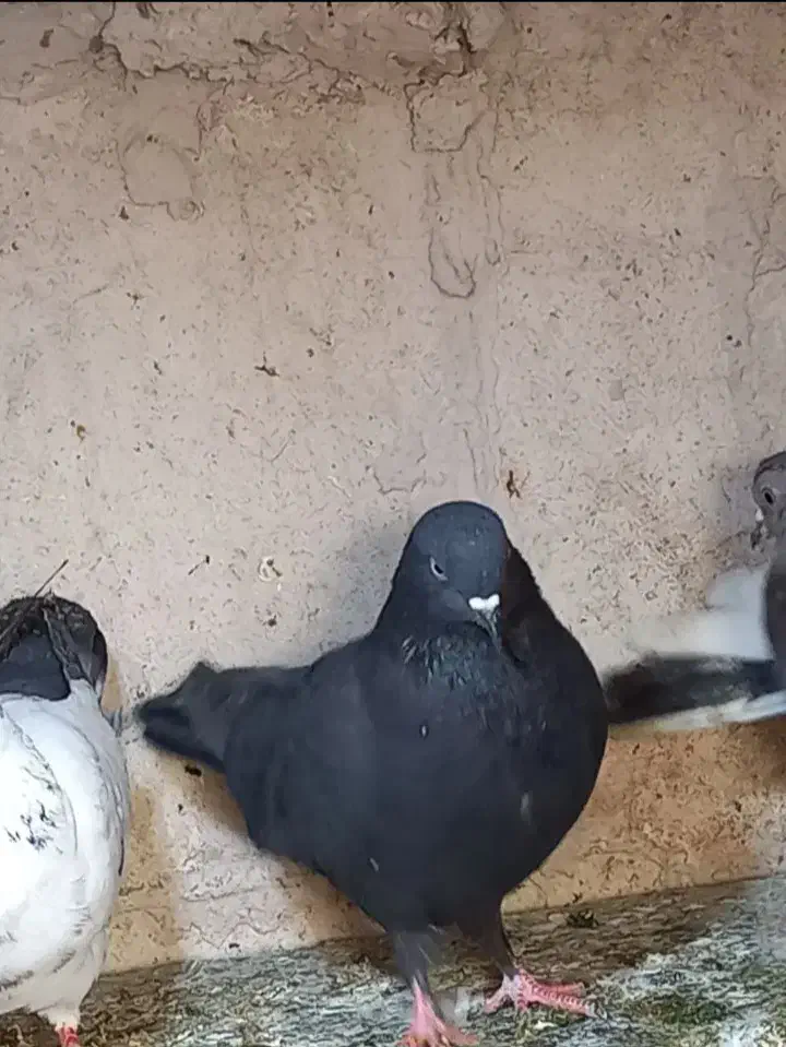 کبوتر|پرنده|مشگین شهر, |دیوار