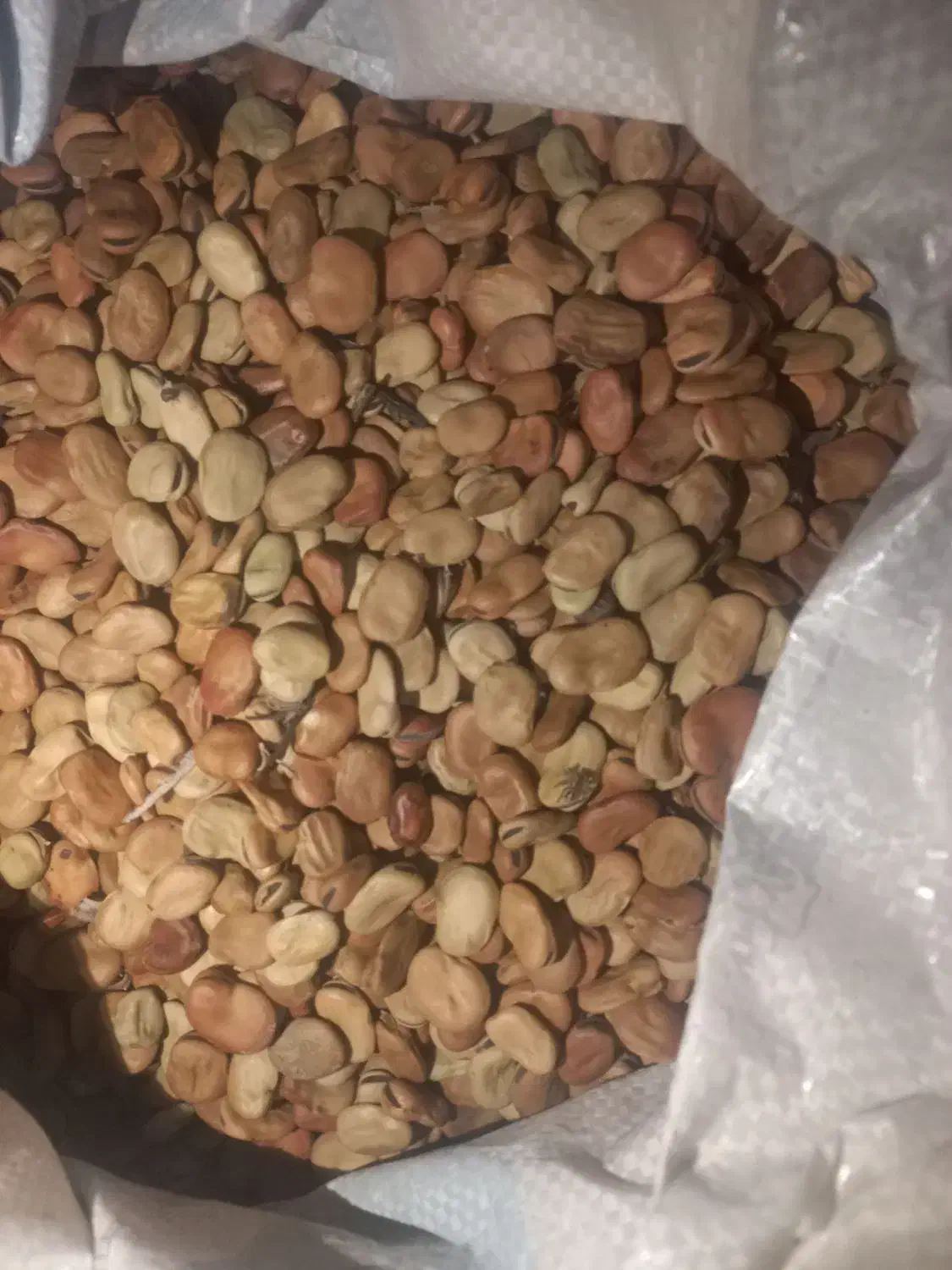 باقله|گل و گیاه طبیعی|نوکنده, |دیوار