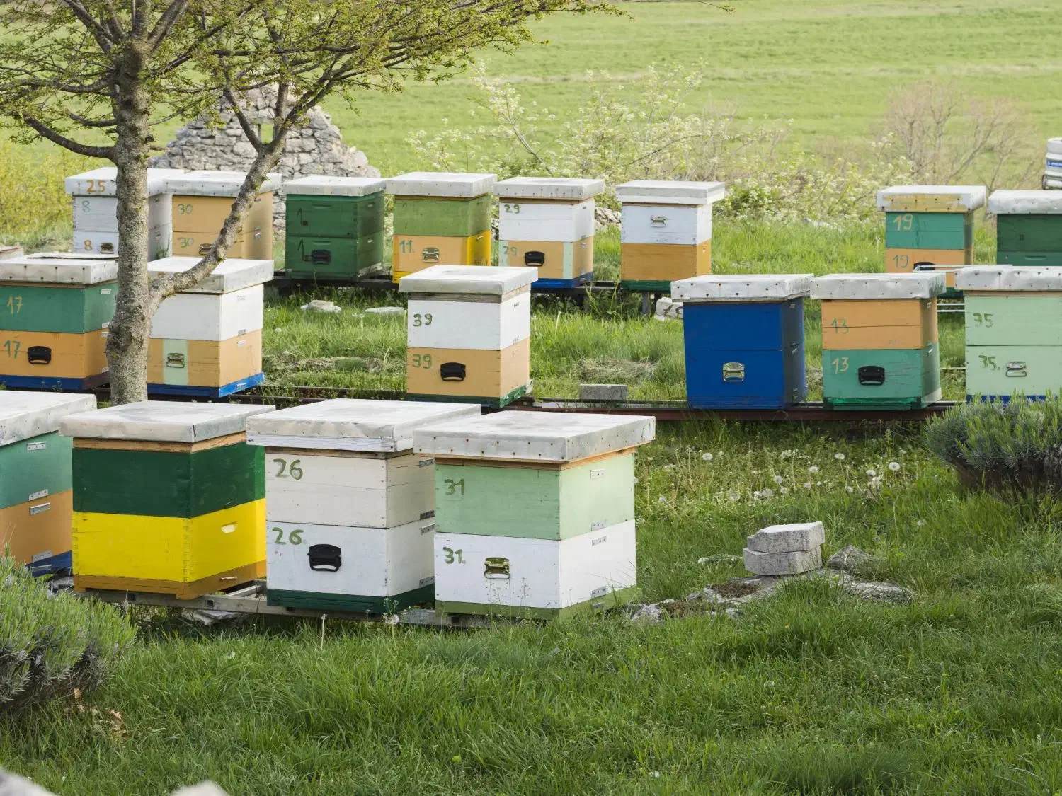 رنگ محافظ کندو عسل زنبورداری|عمدهفروشی|تهران, شوش (باغ آذری)|دیوار