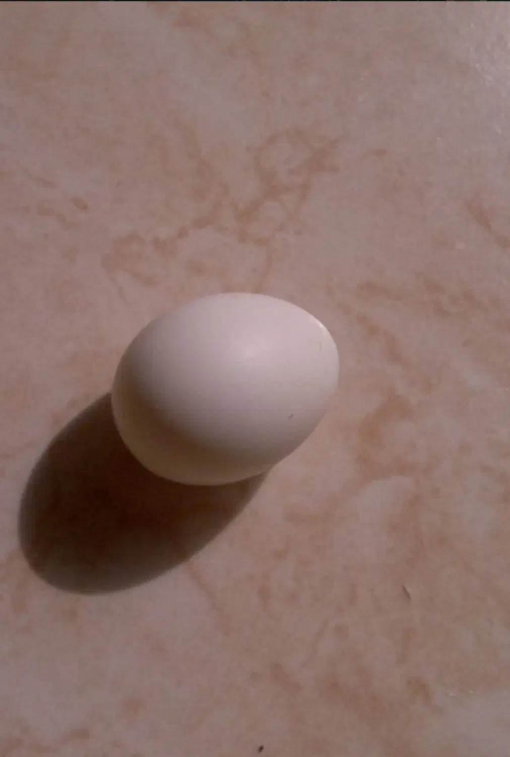 تخم عروس هلندی لتینو و آهویی ۴ عدد|پرنده|گناباد, |دیوار