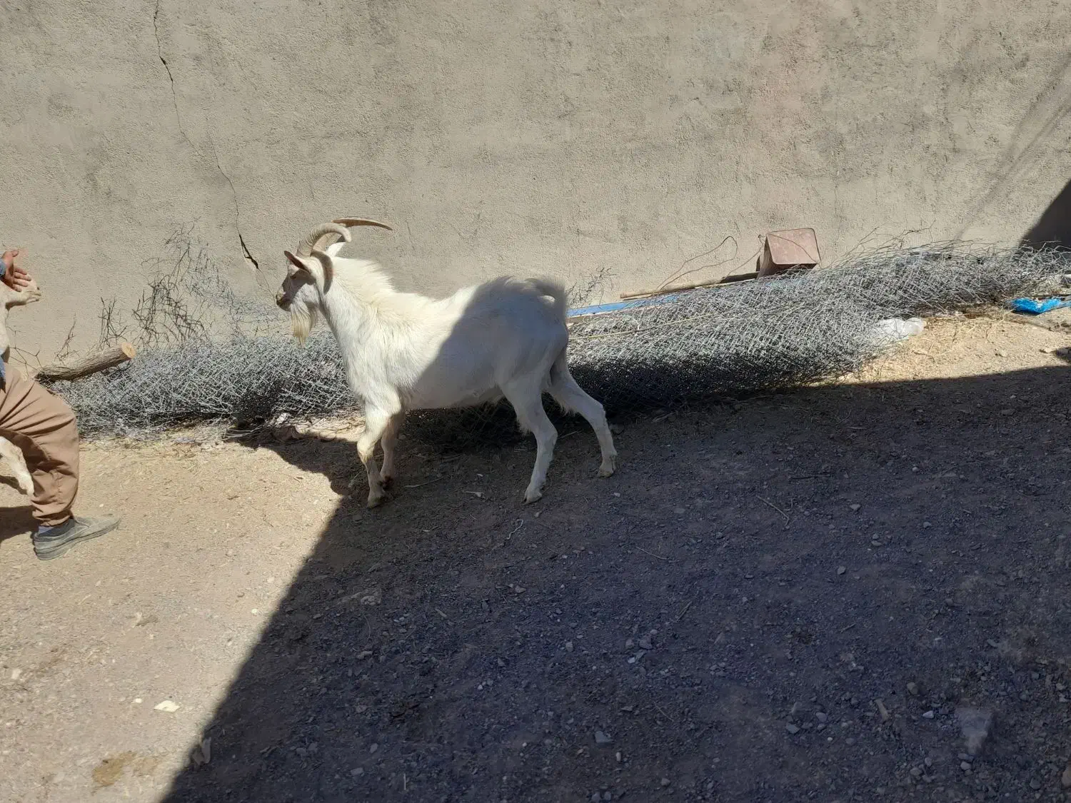 نربز سانن اصل|حیوانات مزرعه|بجستان, |دیوار