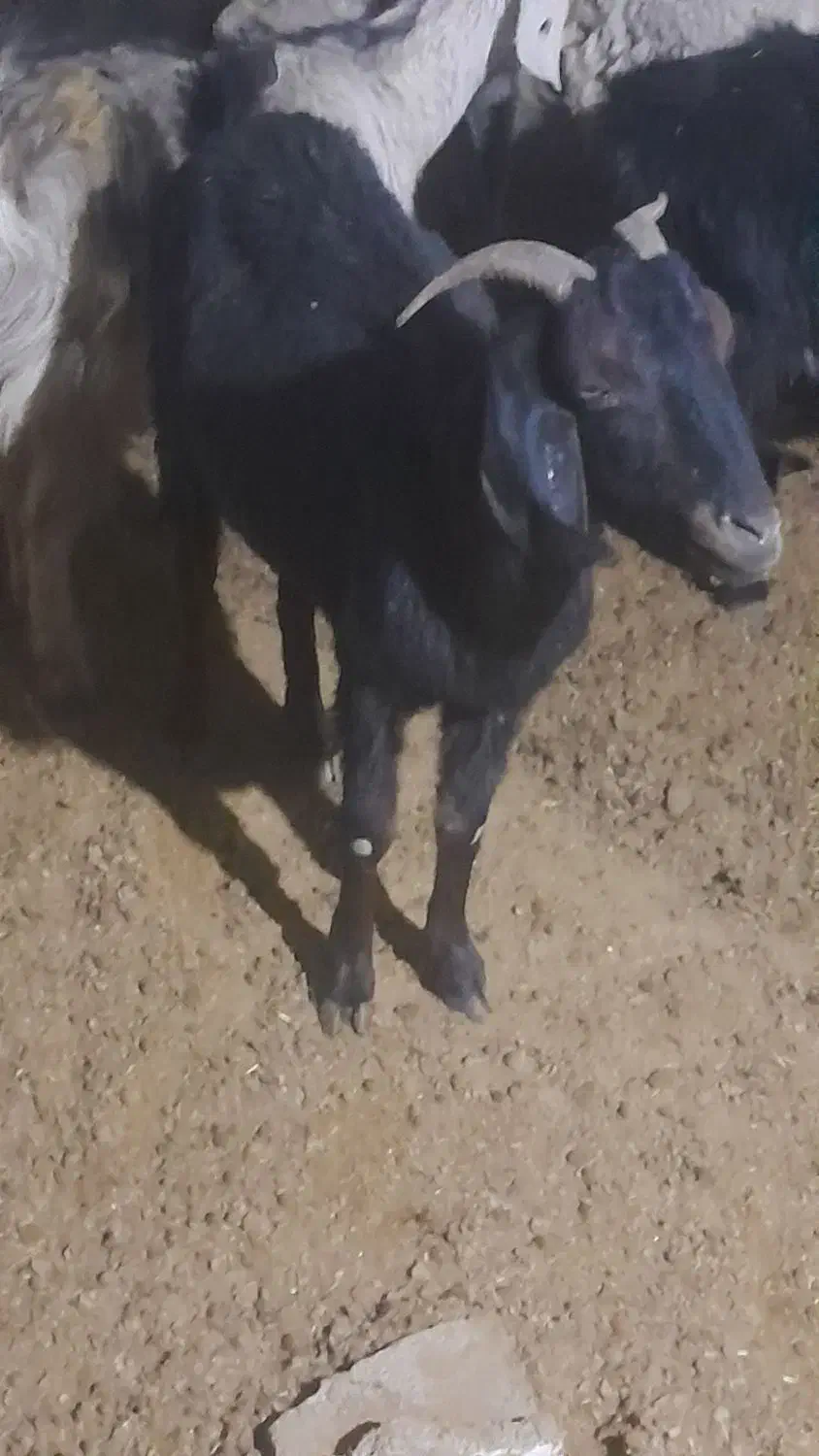 چبش ماده کهره بز ومیش جوان|حیوانات مزرعه|مرودشت, ده بید|دیوار