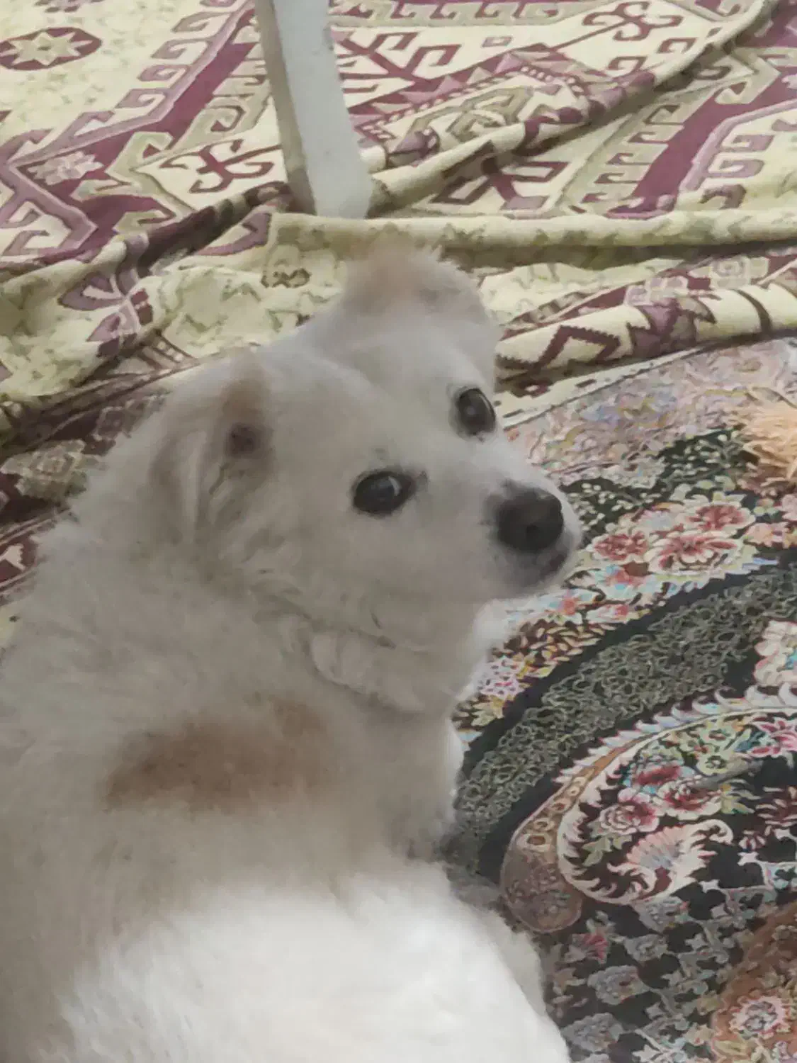 واگذاری سگ|سگ|محمدشهر, شهرک پیام (مهرالبرز)|دیوار