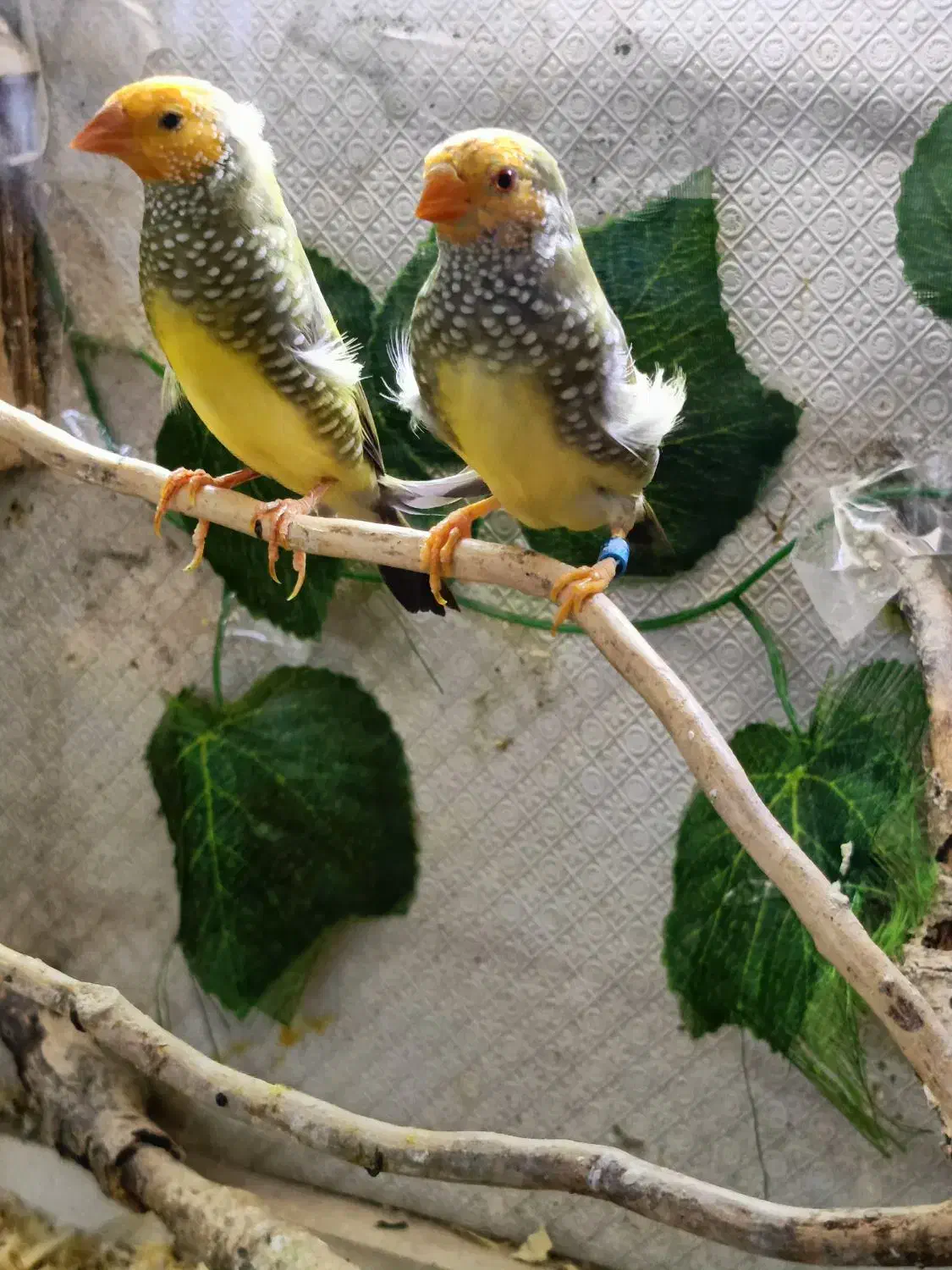 فنچ ستاره ای ، گلدین|پرنده|تهران, سبلان (لشگر)|دیوار