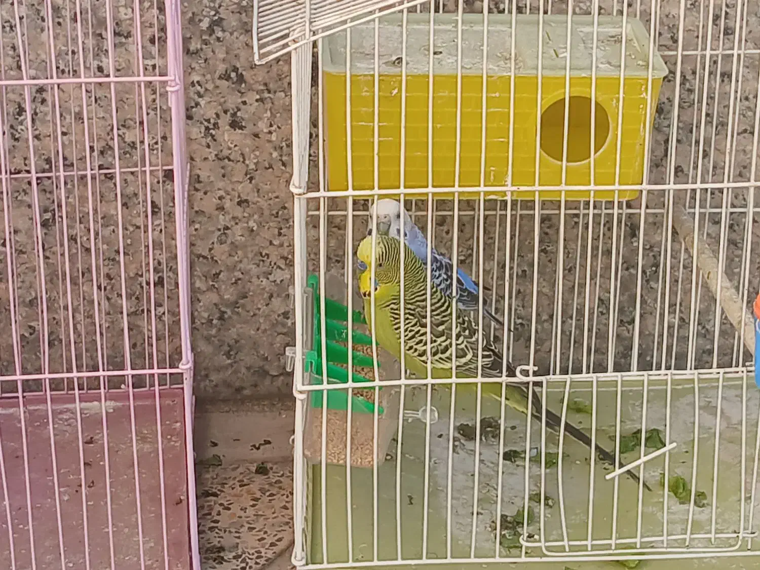 مرغ عشق|پرنده|ابرکوه, |دیوار