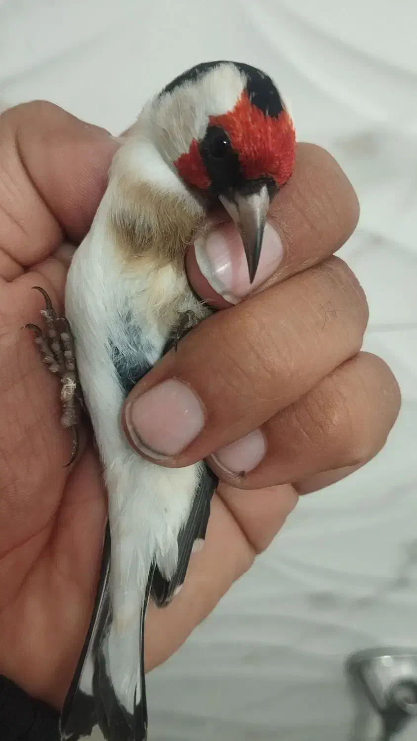 چند عددسهره درجه یک درجه یک|پرنده|همدان, |دیوار