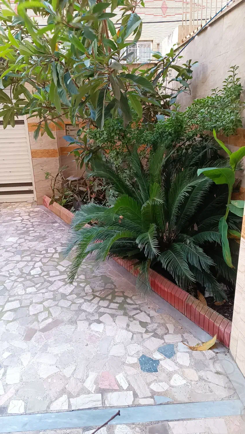 گل سیکاس|گل و گیاه طبیعی|رشت, نخودچر|دیوار