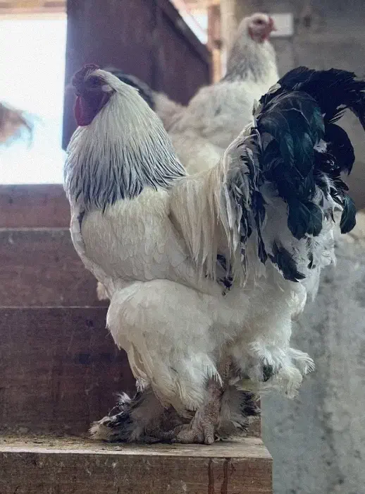 تخم نطفهدار لایت برهما اصیل مرغ جوجه خروس|حیوانات مزرعه|تهران, حافظیه|دیوار