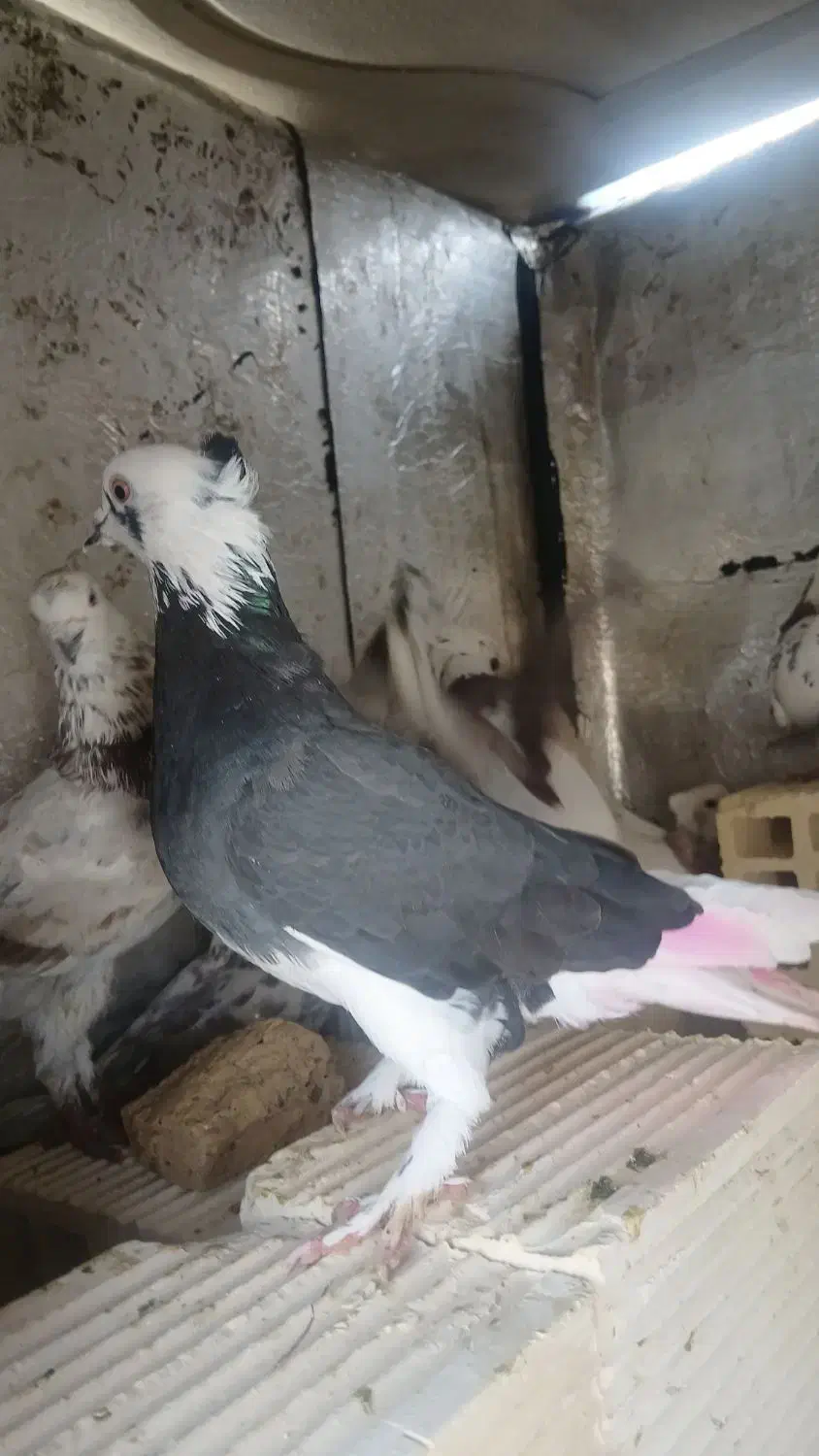 یک جفت کبوتر گوره|پرنده|کوهدشت, |دیوار