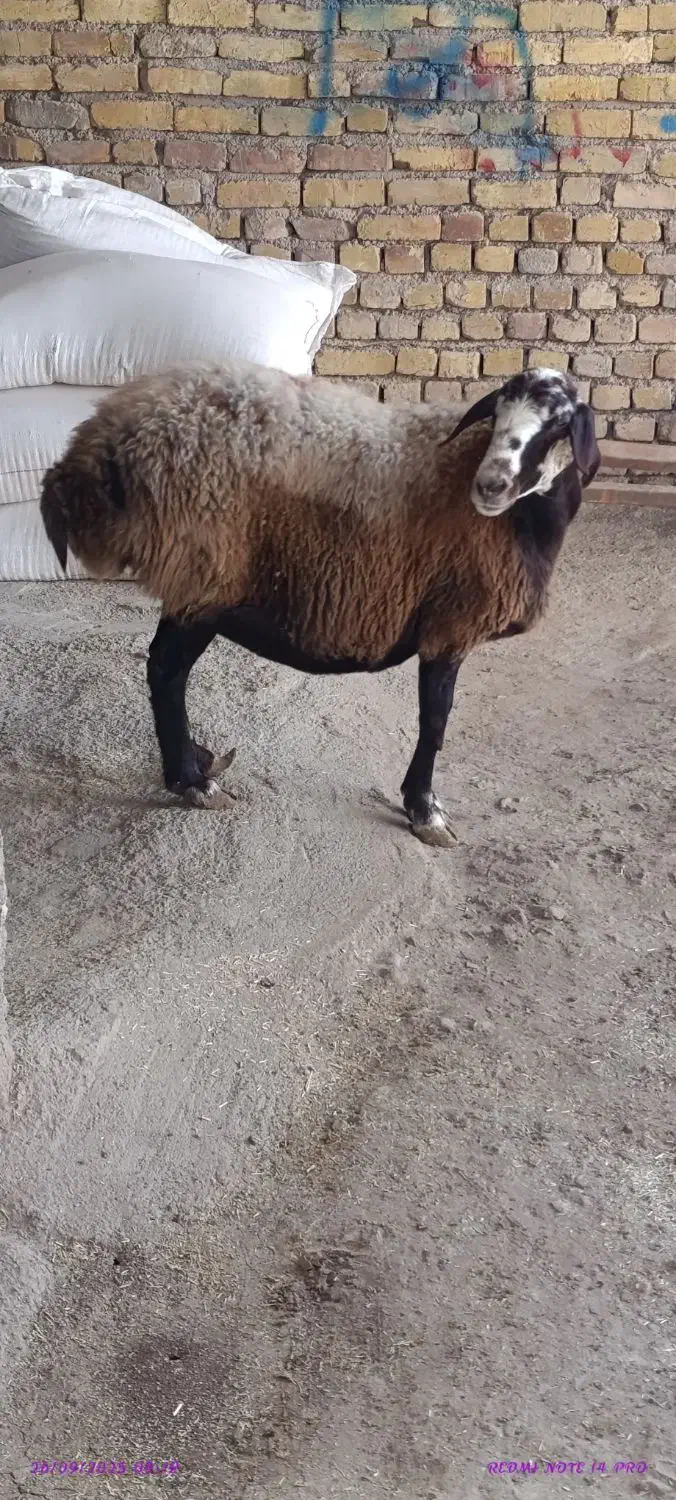 راسته گوشتی|حیوانات مزرعه|کرج, فاز ۳ گوهردشت|دیوار