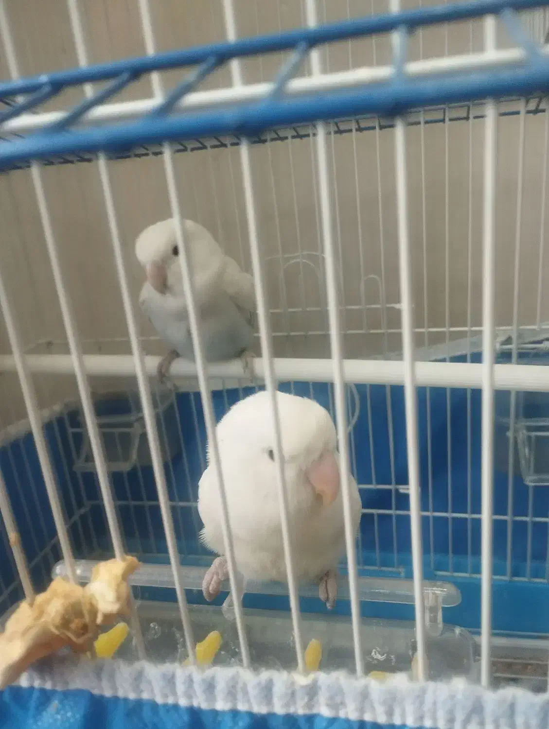 کوتوله|پرنده|برخوار, |دیوار