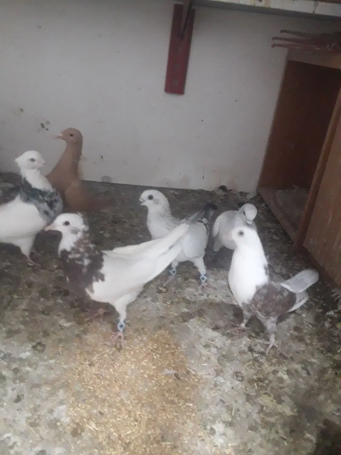 زردوشامی|پرنده|سبزوار, قصبه شرقی|دیوار