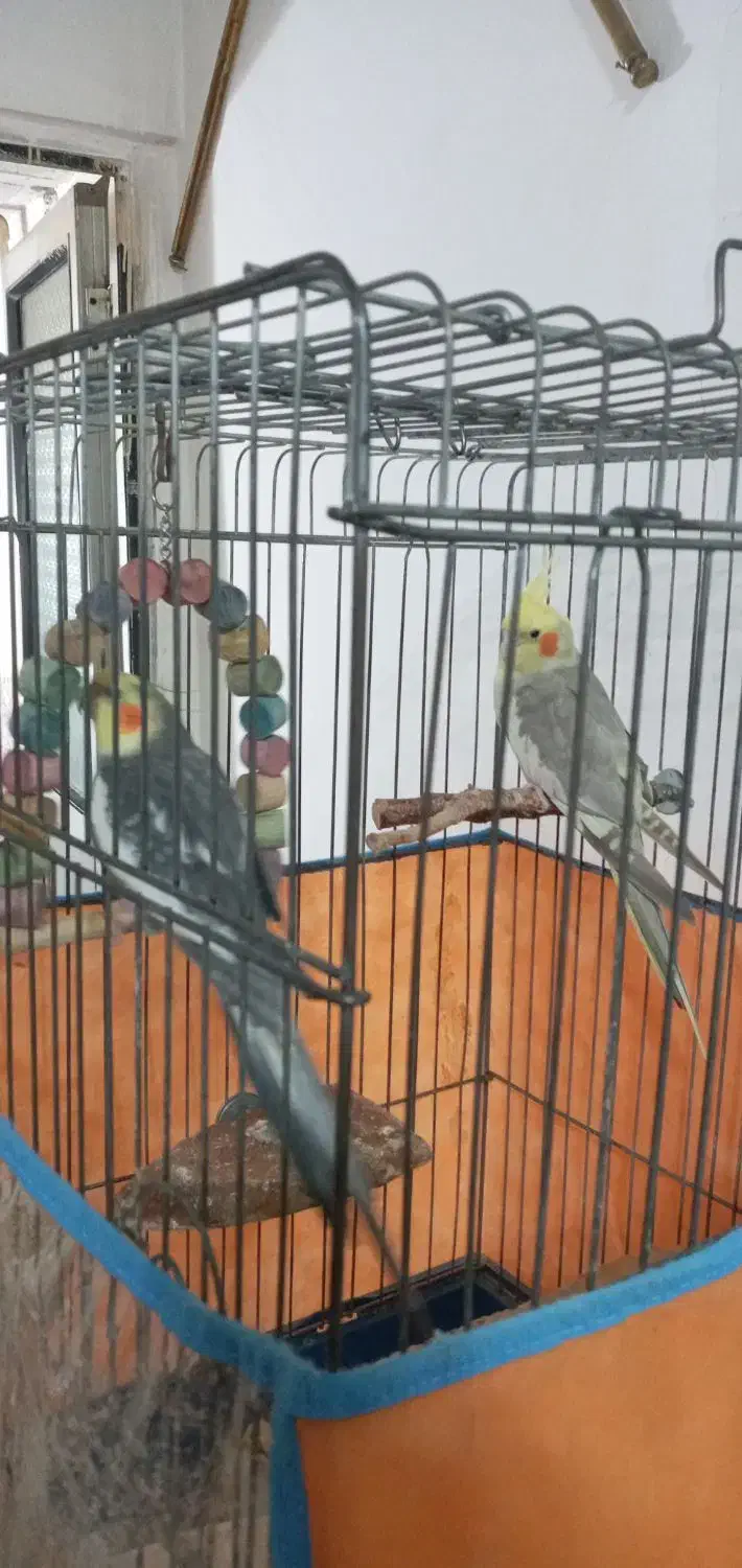 یک جفت عروس هلندی مولد با قفس و وسایل|پرنده|اندیشه, اندیشه فاز ۱|دیوار