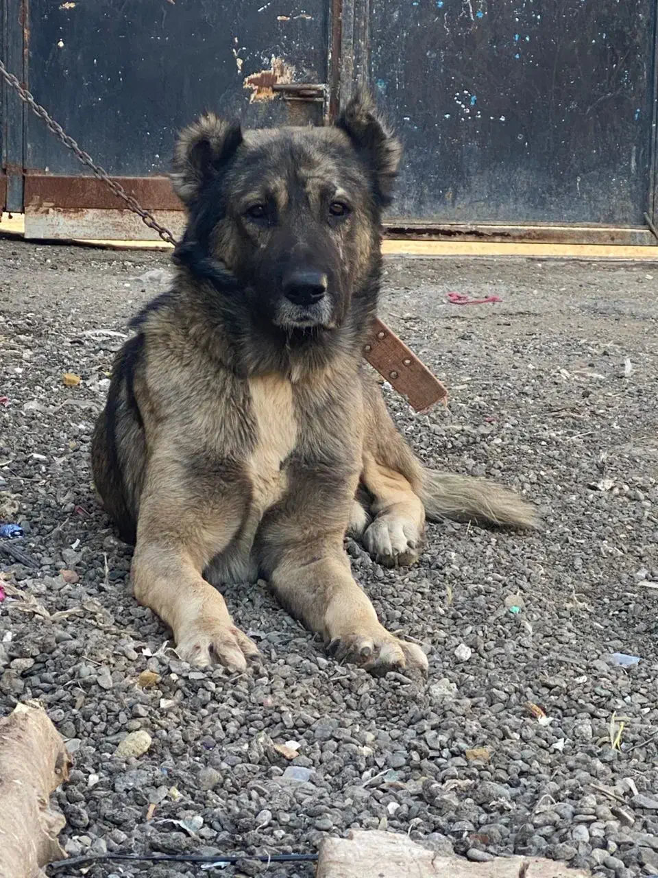 سگ سرابی|سگ|قلعه نو, |دیوار