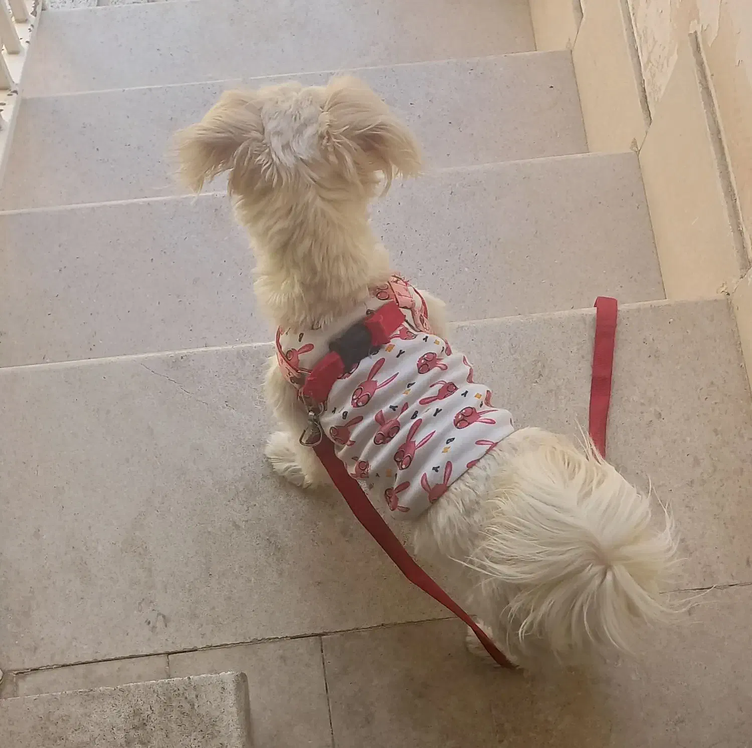 واگذار رایگان پاپی|سگ|اصفهان, ارداجی|دیوار