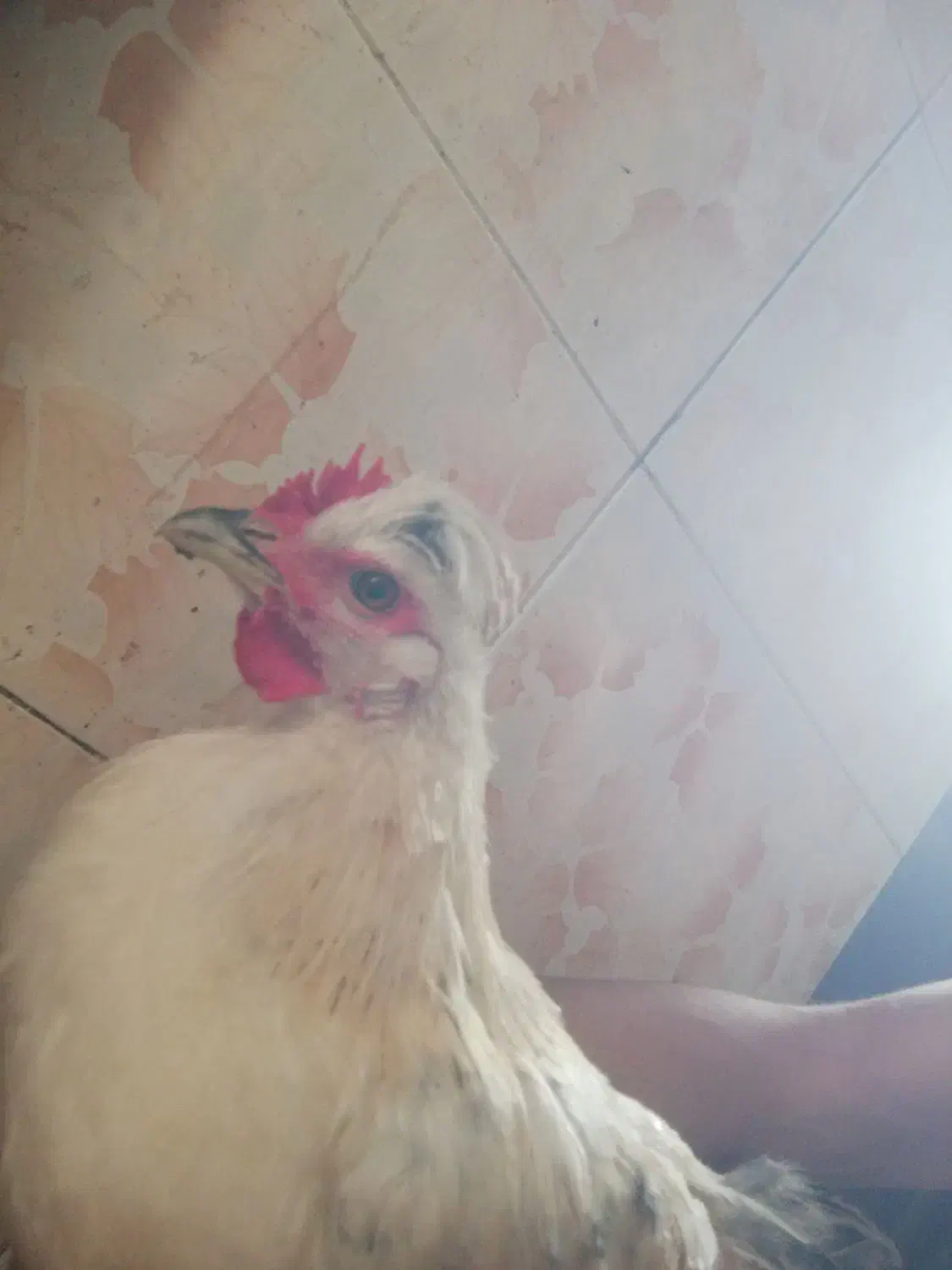 خروس کاکلی|حیوانات مزرعه|رشت, ولکس|دیوار