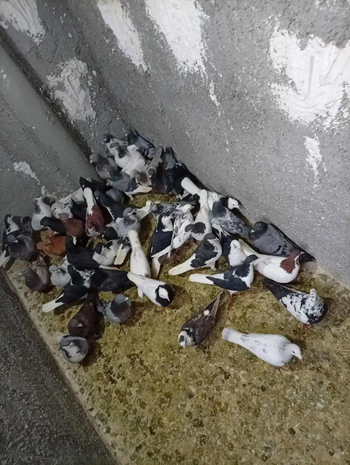 کفتر دونه 200|پرنده|محمدیه-قزوین, |دیوار